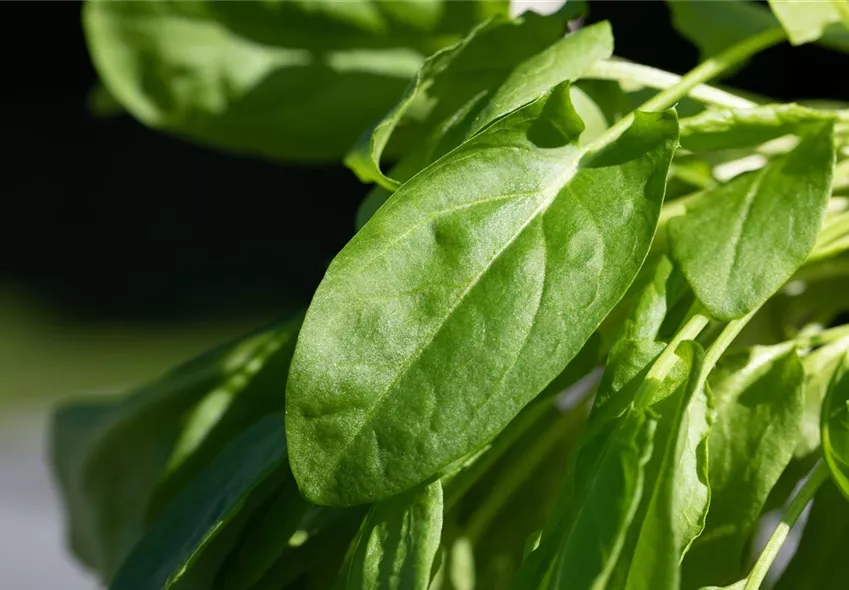 Spinacia oleracea Spinacia oleracea