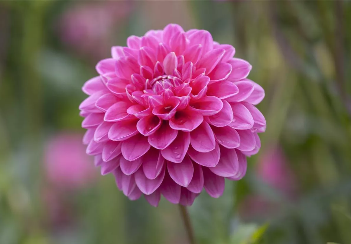 Schmuck-Dahlien Schmuck-Dahlien