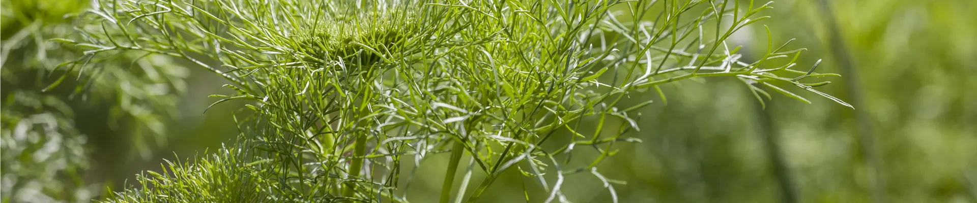 Anethum graveolens