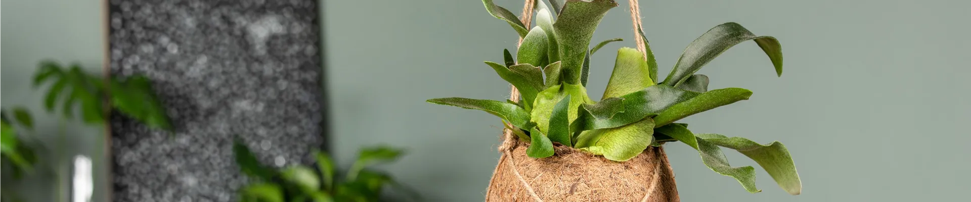 Platycerium bifurcatum