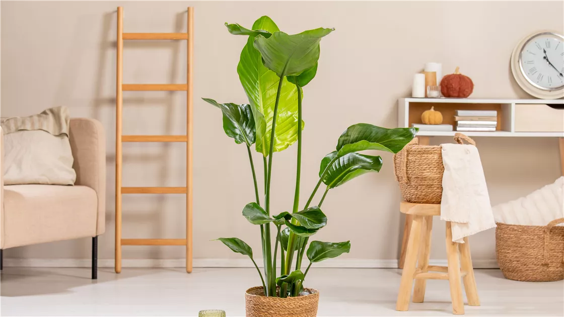 Groe Zimmerpflanzen gnstig online kaufen | Florado.de