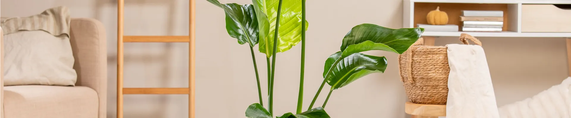 Strelitzia nicolai