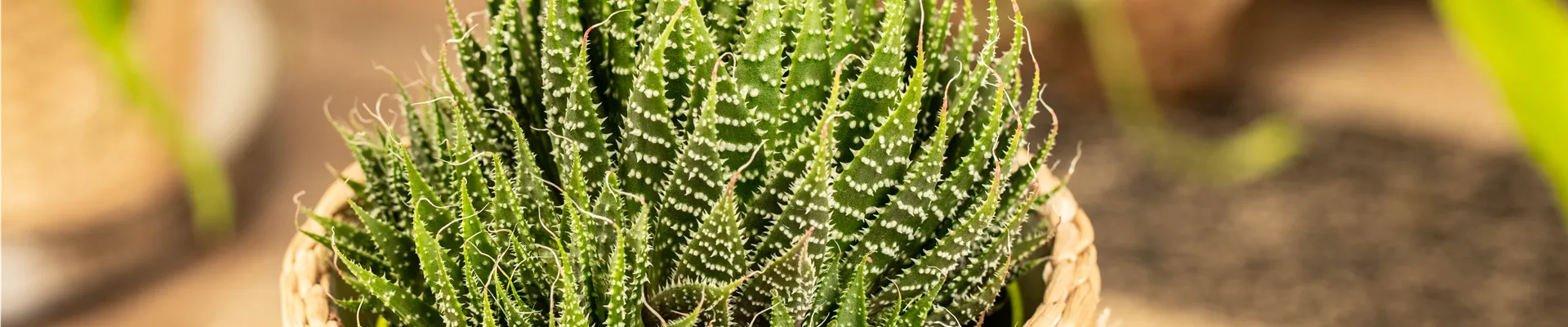 Aloe aristata