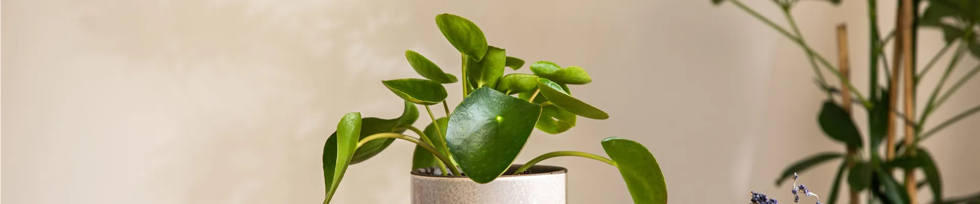 Pilea peperomioides