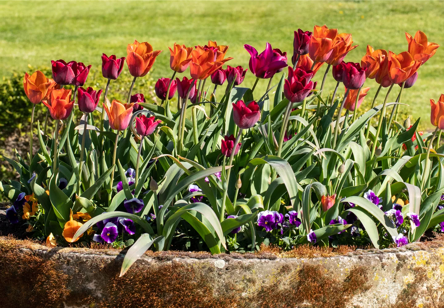 Tulpen im Pflanzenkübel Tulpen im Pflanzenkübel