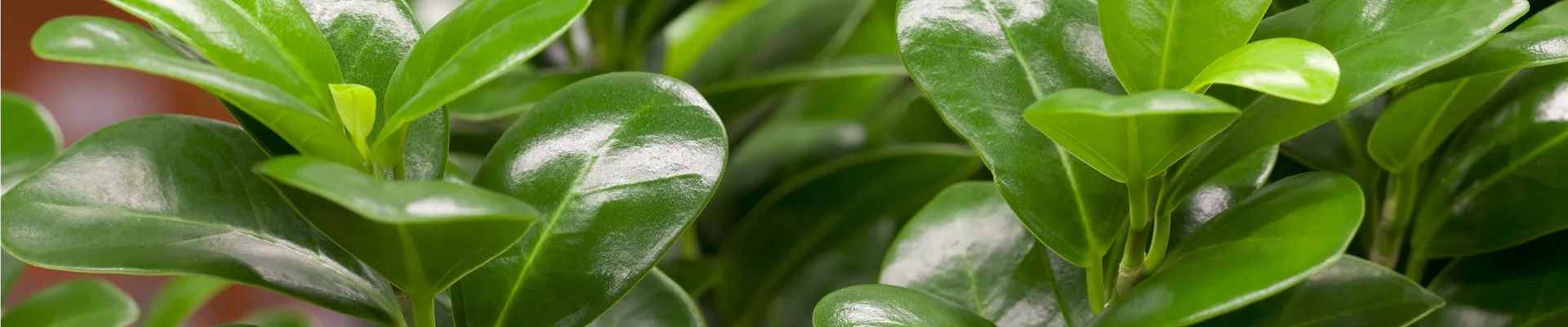 Ficus microcarpa