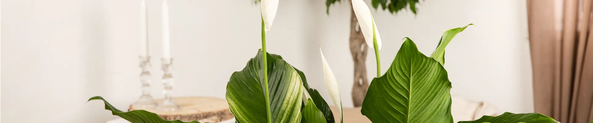 Spathiphyllum floribundum, weiß