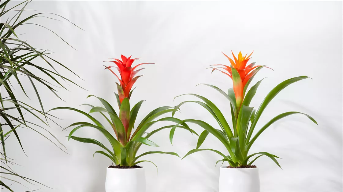 Bromelien gnstig online kaufen | Florado.de