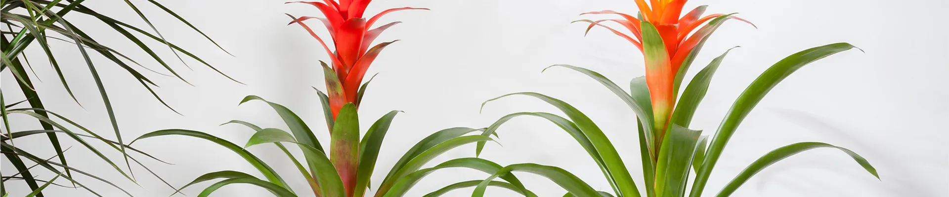Bromelia