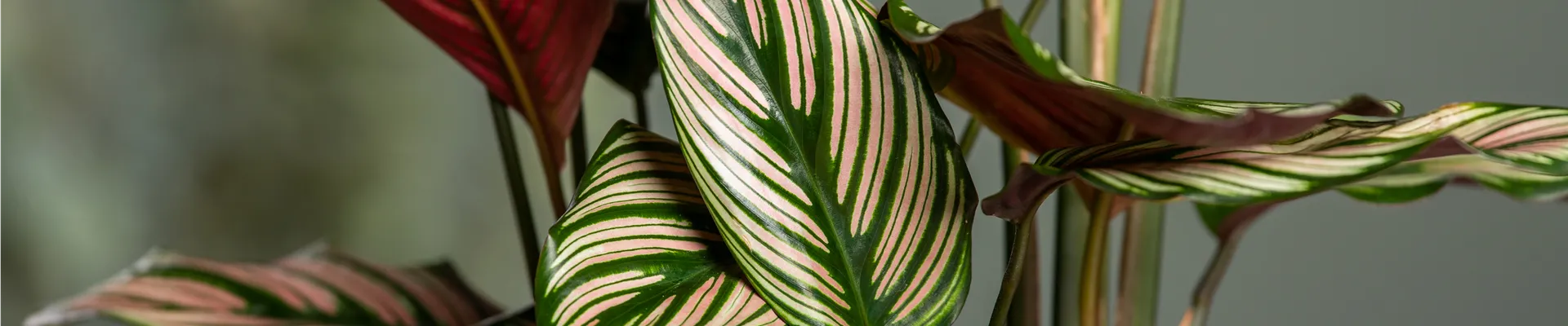 Calathea ornata