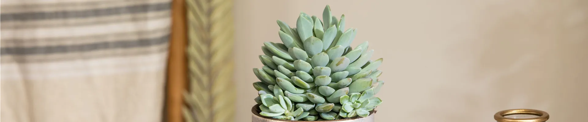 Echeveria elegans