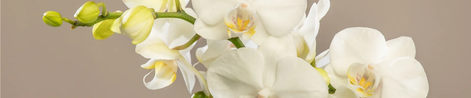 Phalaenopsis multiflora, weiß