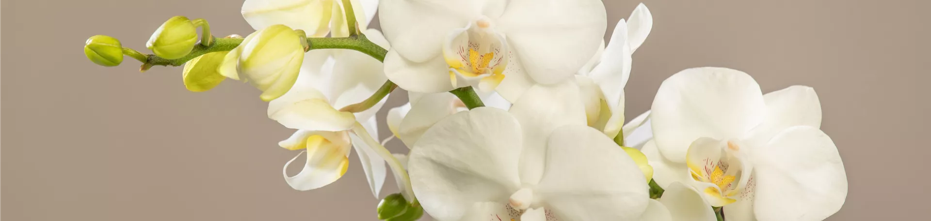 Phalaenopsis multiflora, weiß