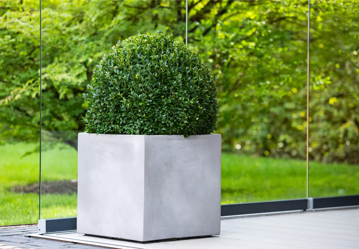 Buxus im Pflanzkübel Buxus im Pflanzkübel