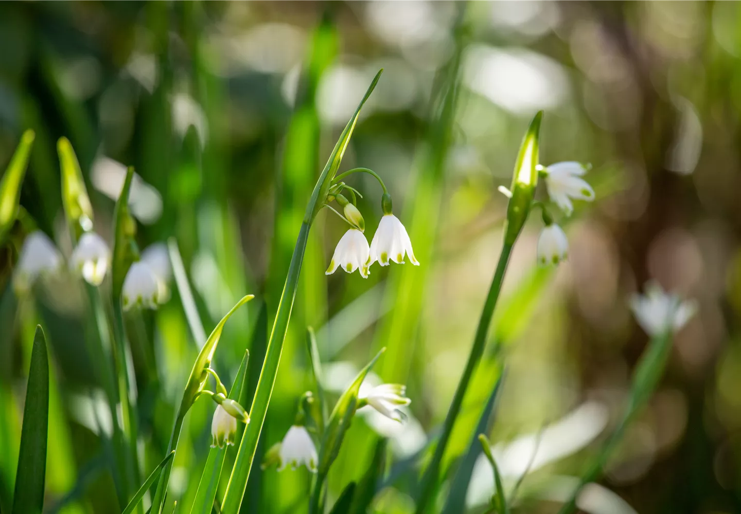Leucojum aestivum Leucojum aestivum