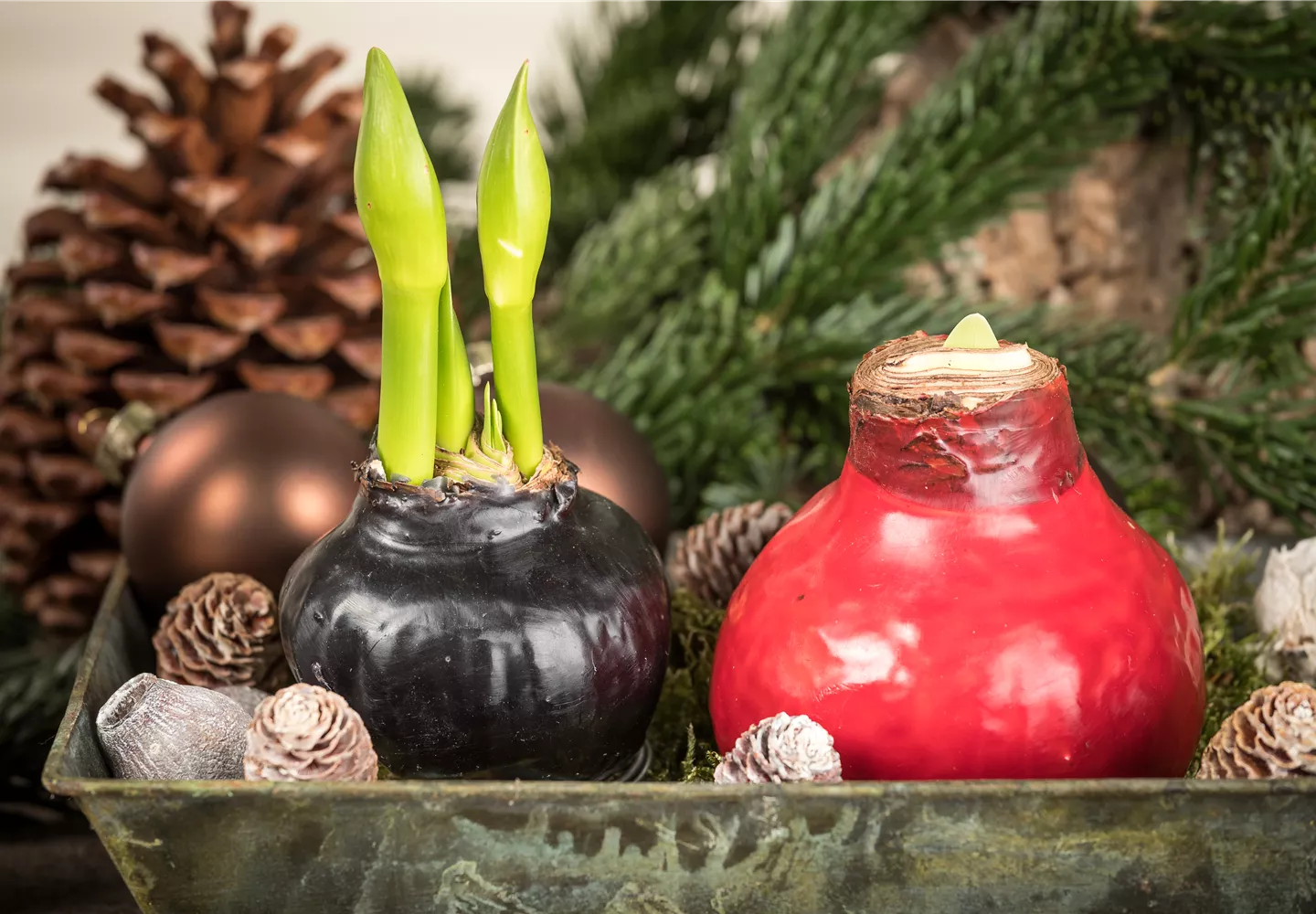 Hippeastrum Waxz® Hippeastrum Waxz®