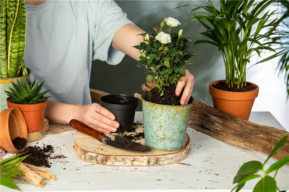 zimmerpflanze einblatt pflege Grosses Einblatt | Spathiphyllum wallisii
