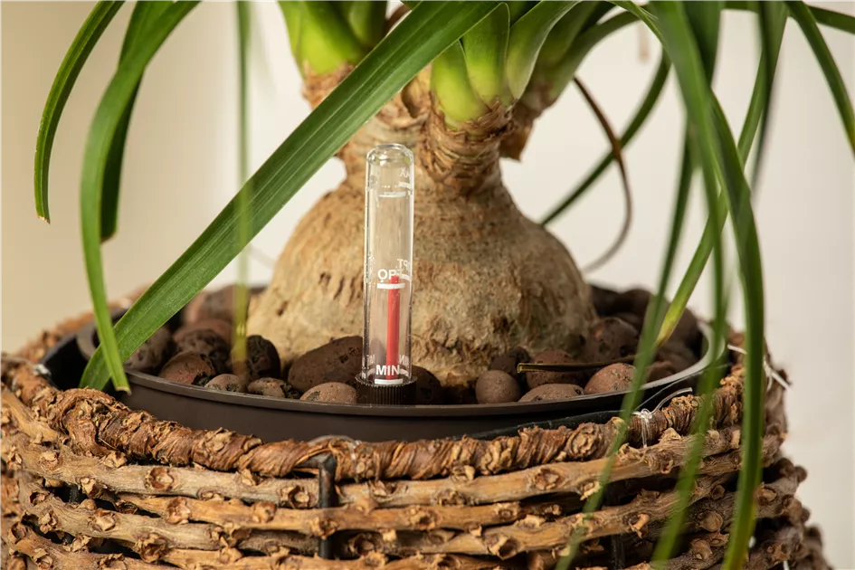 Mit Dnger fr Hydrokultur zum sauberen Zimmergarten