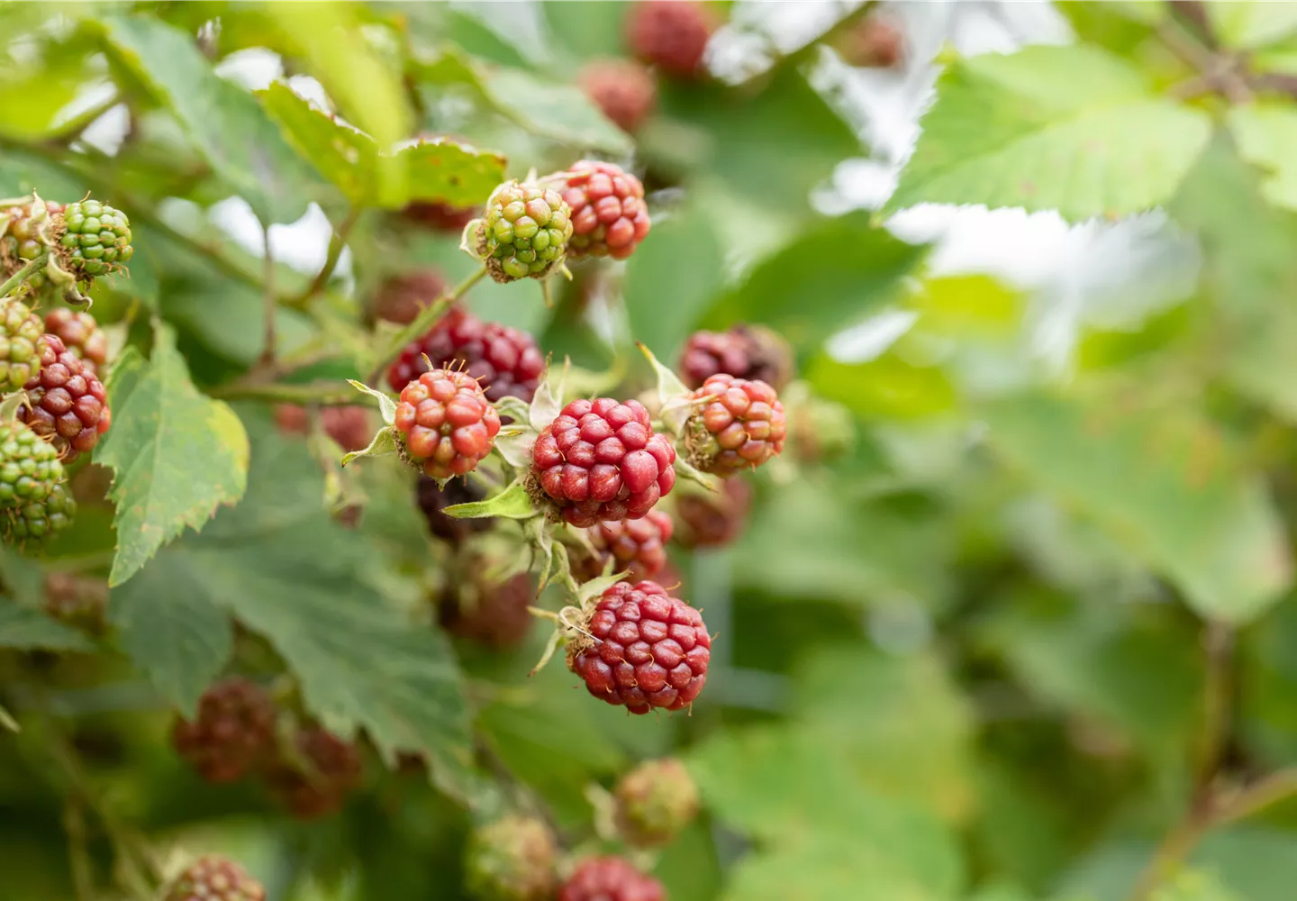 Reifende Brombeeren Reifende Brombeeren