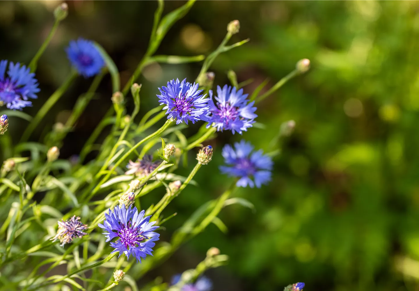 Centaurea cyanus, blau Centaurea cyanus, blau