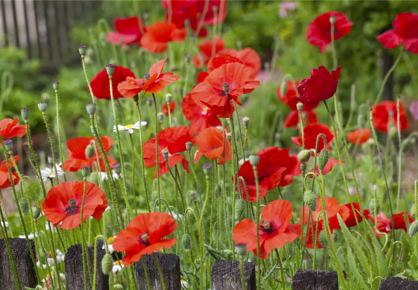 Mohnblumen am Zaun Mohnblumen am Zaun