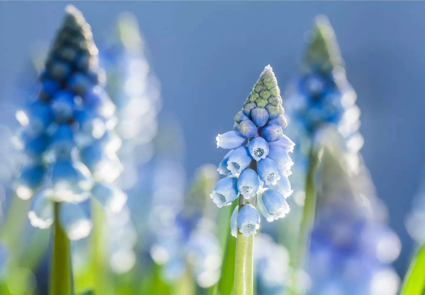 Muscari armeniacum Muscari armeniacum