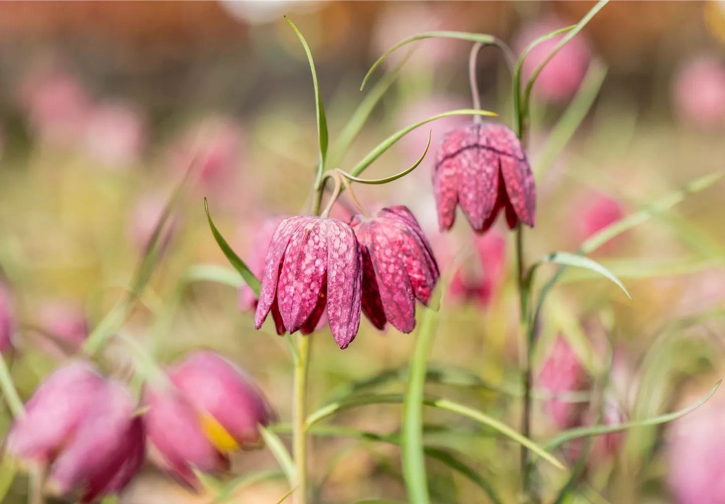 Fritillaria meleagris Fritillaria meleagris