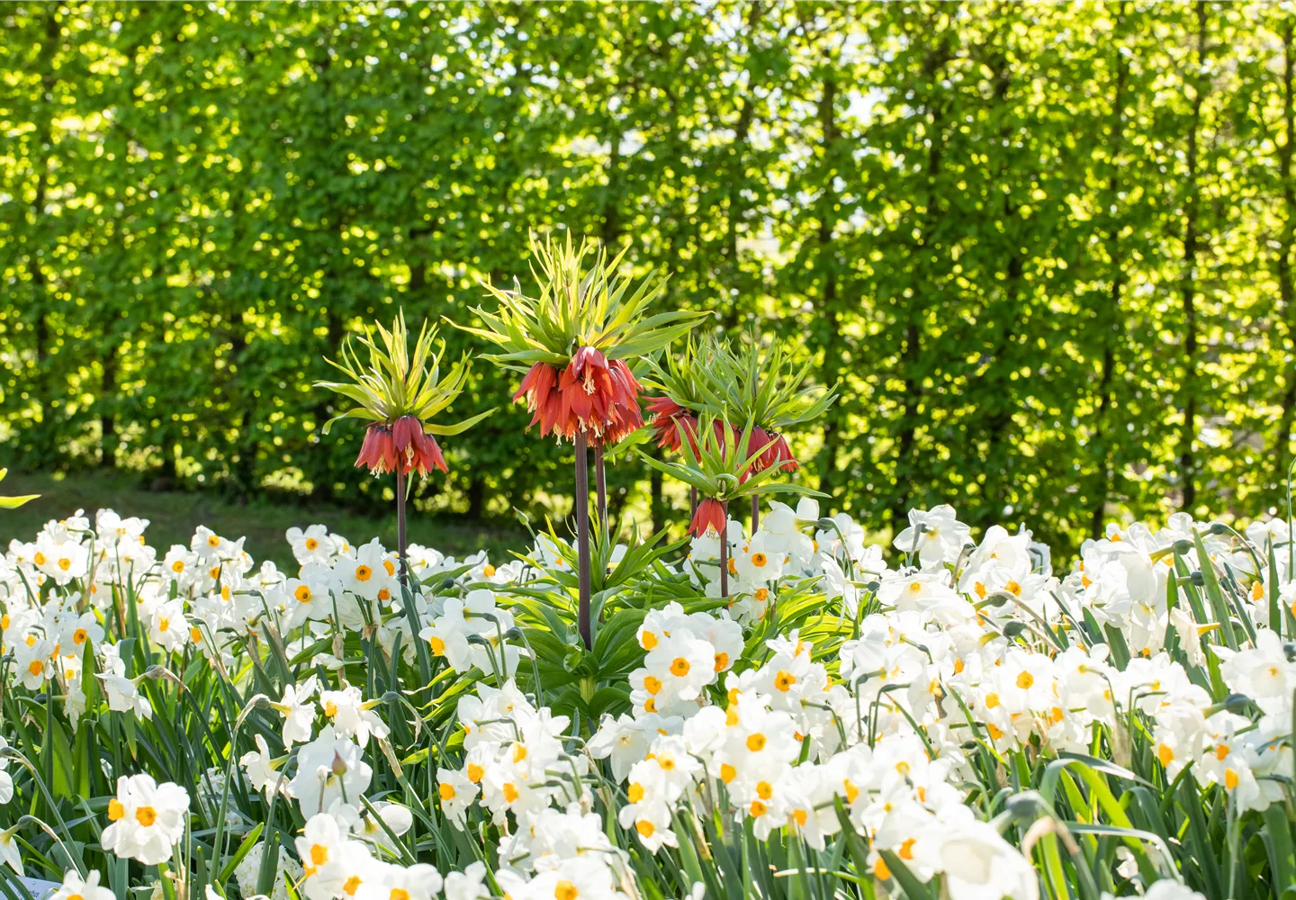 Fritillaria imperialis Fritillaria imperialis