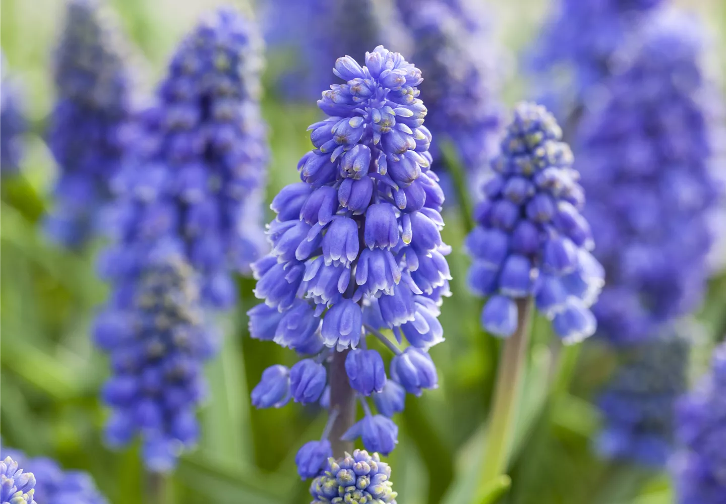 Muscari 'Artist' Muscari 'Artist'