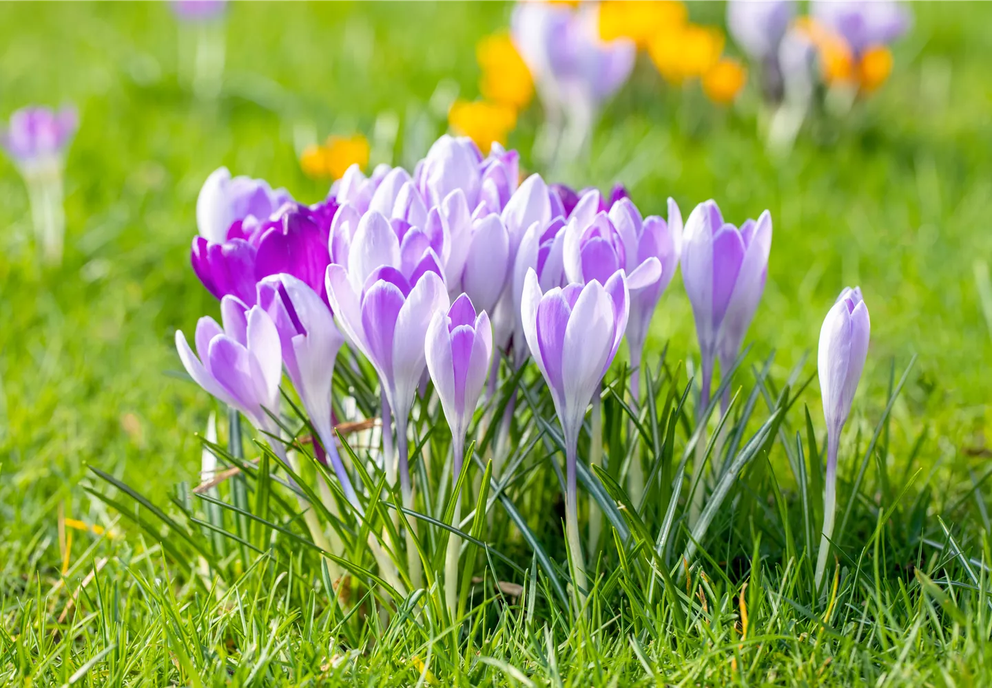 Crocus vernus Crocus vernus