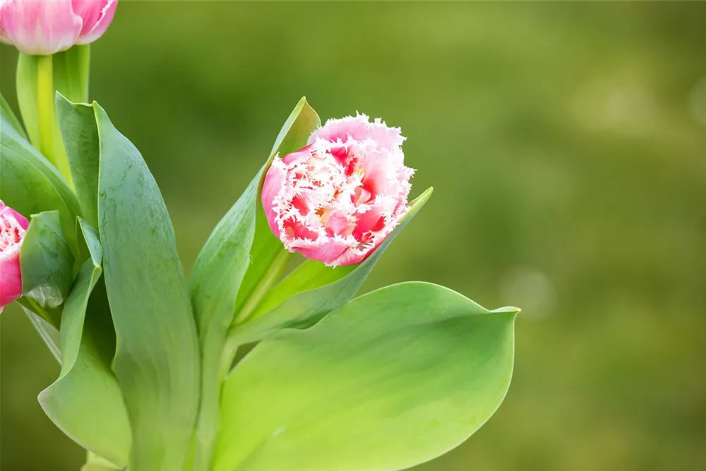 Muttertag - Gefüllte Tulpe Muttertag - Tulpe