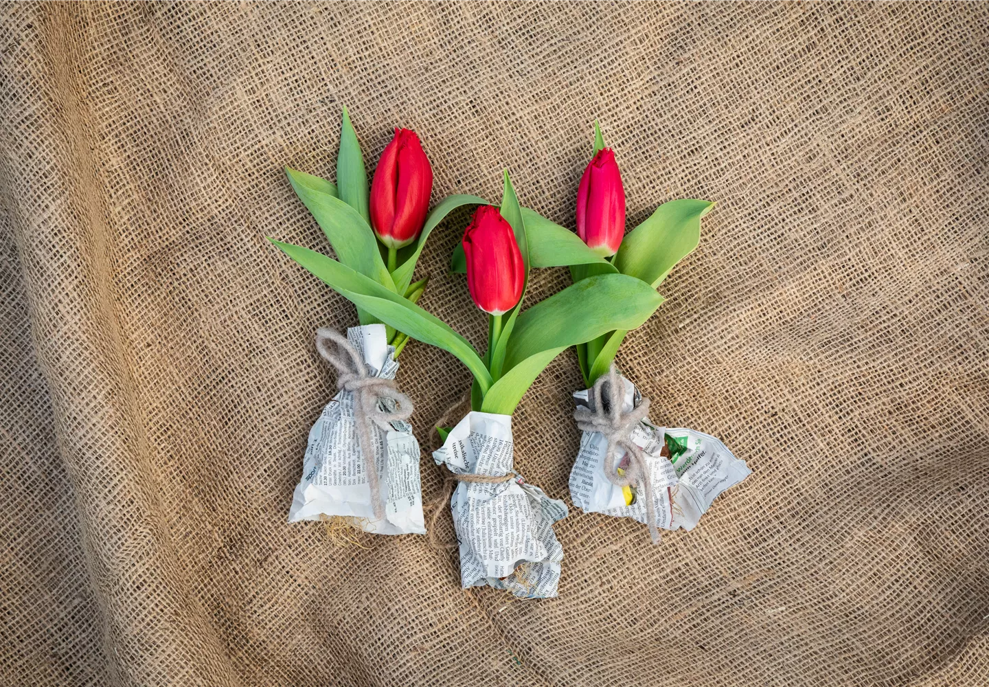 Tulpen im Ambiente Tulpen im Ambiente