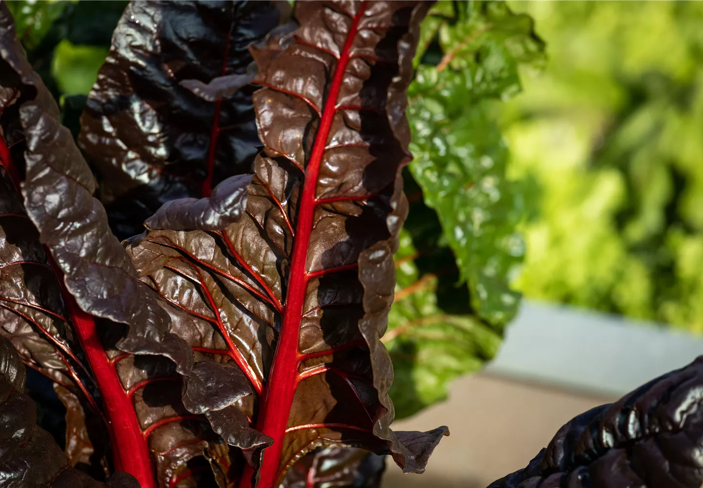 Rote Beete Rote Beete