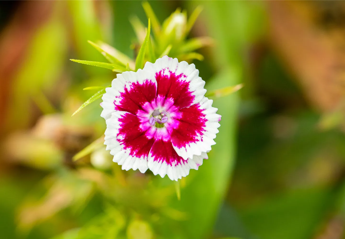 Dianthus barbatus 'Barbarini' Dianthus barbatus 'Barbarini'