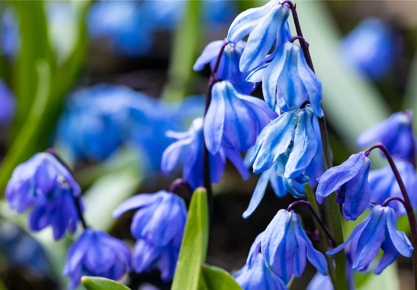 Scilla siberica 'Spring Beauty' Scilla siberica 'Spring Beauty'