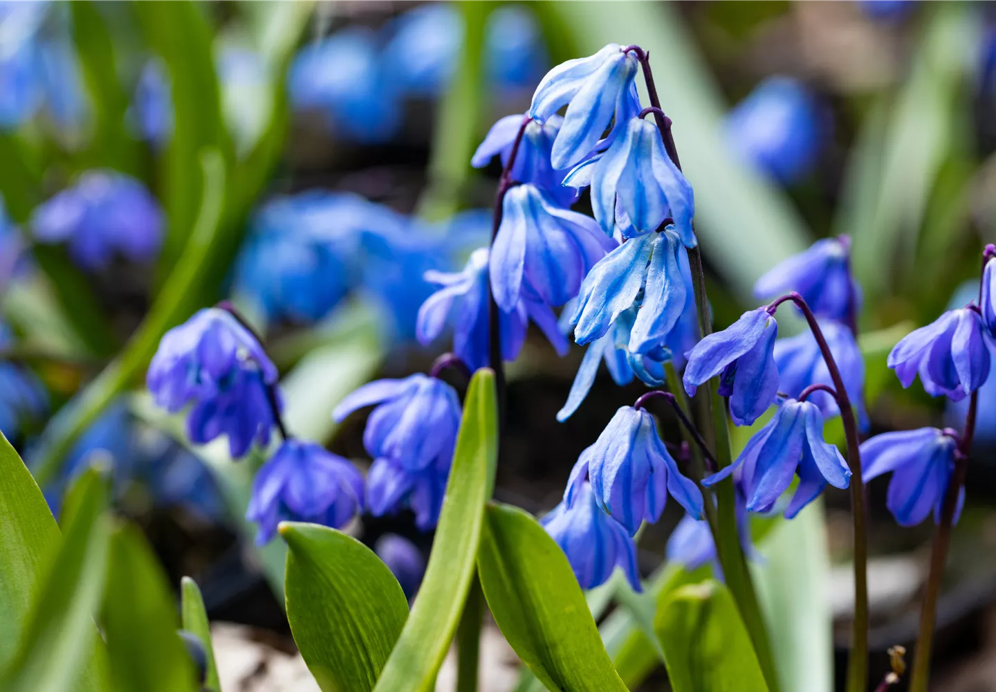 Scilla siberica 'Spring Beauty' Scilla siberica 'Spring Beauty'