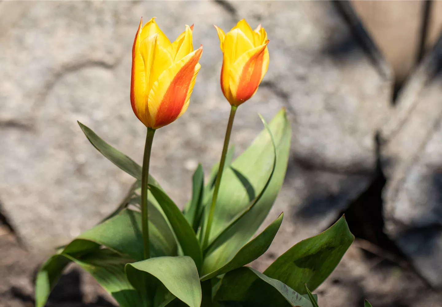 Tulipa greigii Tulipa greigii