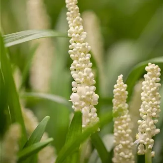 Garten-Glöckchentraube 'Monroe White' Garten-Glöckchentraube 'Monroe White'