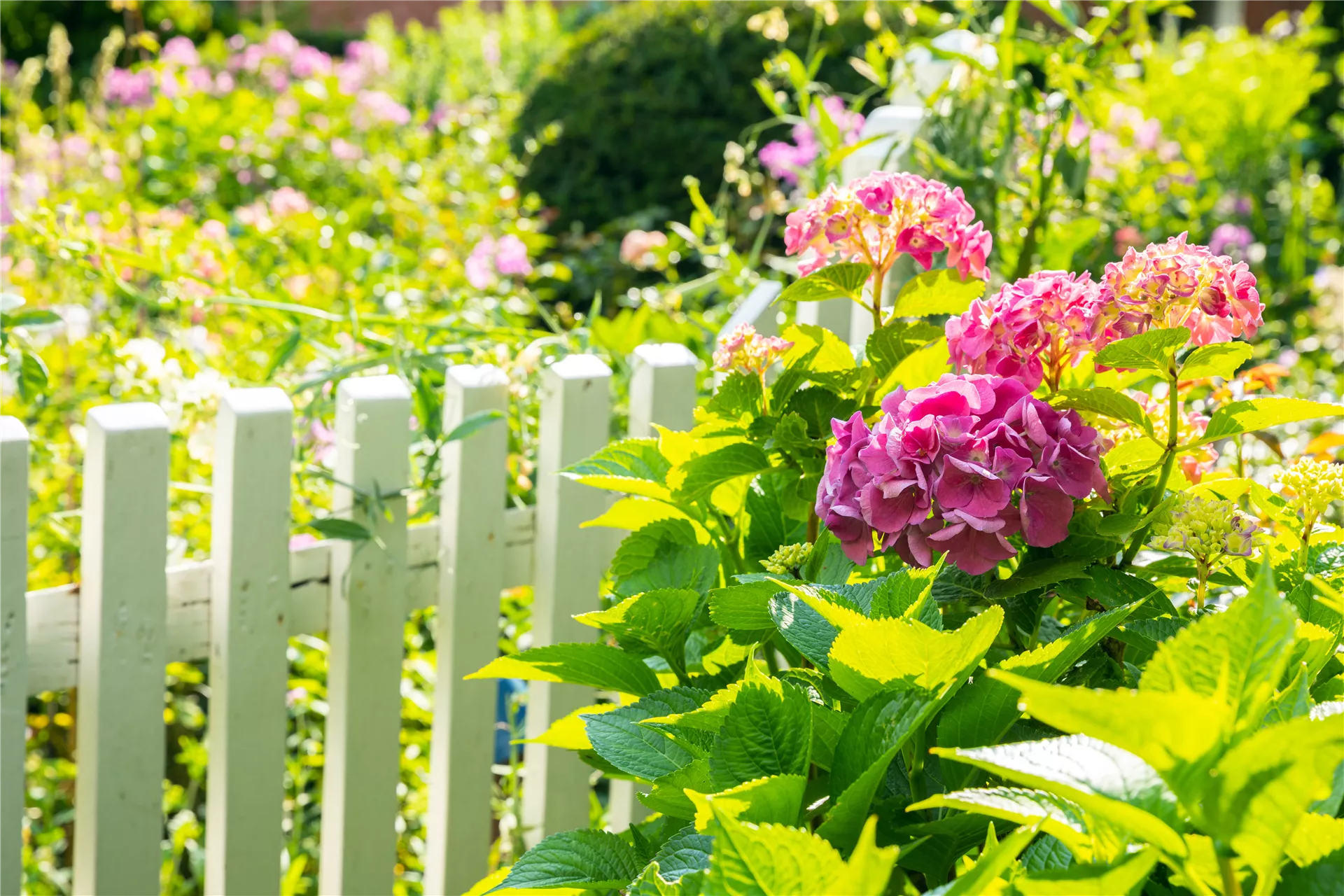Rosa, weiß oder blau - Hortensien nehmen's ganz genau Rosa, weiß oder blau - Hortensien nehmen's ganz genau
