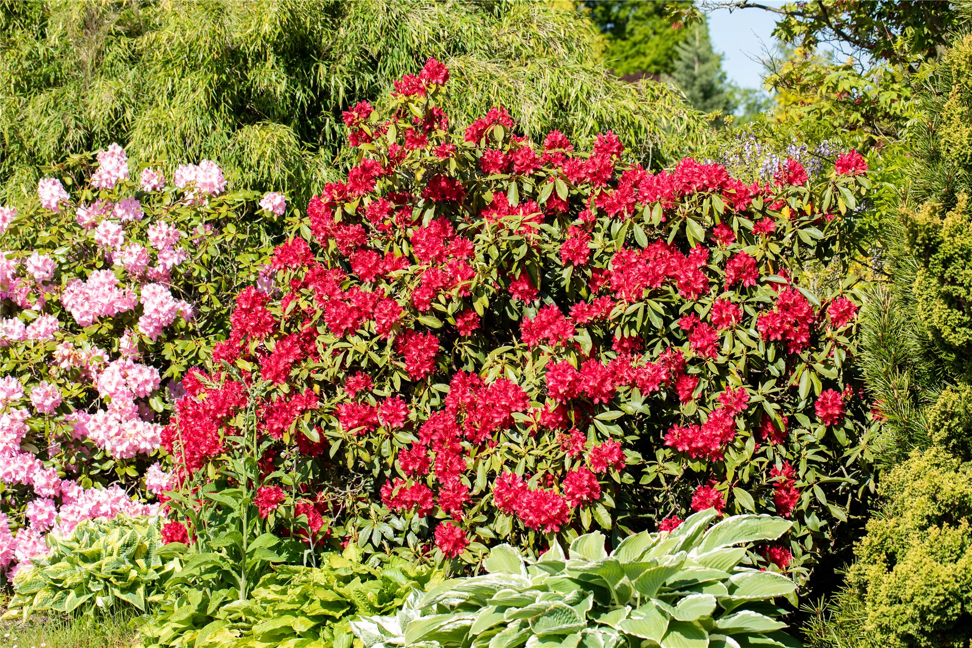 Farbakzente mit Rhododendron schaffen Farbakzente mit Rhododendron schaffen