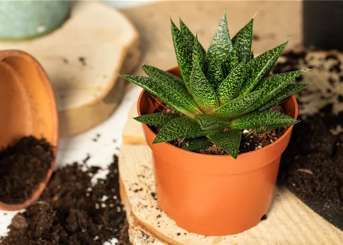 Frühlingsluft bringt frische Ideen 