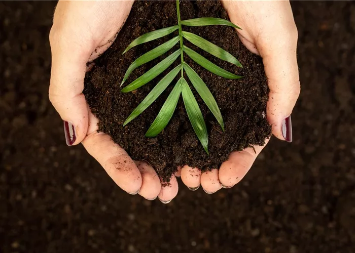 So pflegst du deine Zimmerpflanzen richtig! 