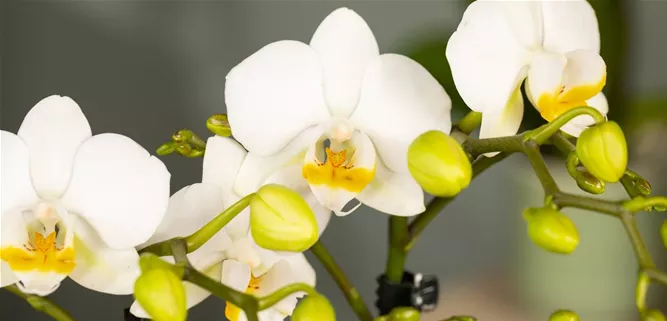 Orchidee Orchidee