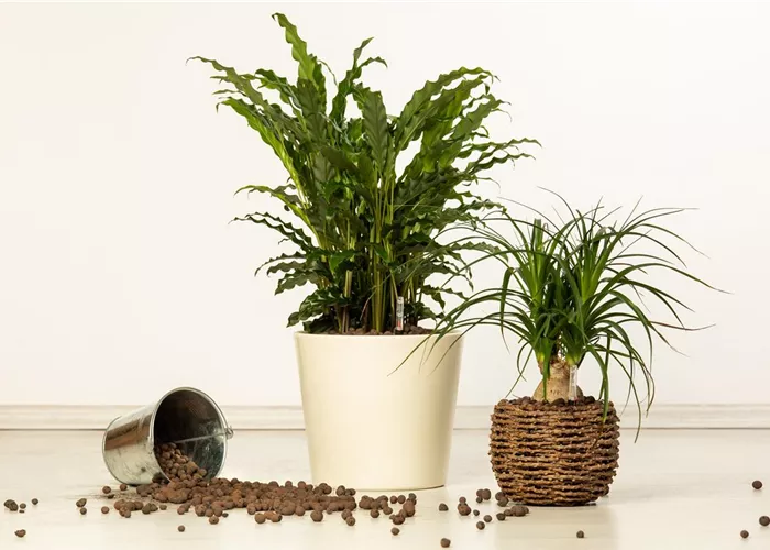 Gewusst wie - Hydrokulturen in deinen 4 Wänden 