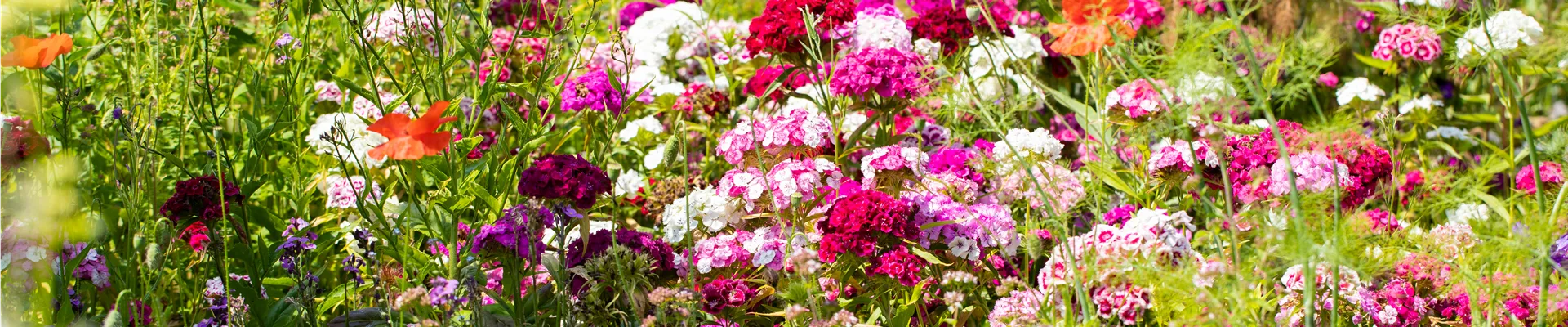 Dianthus barbatus