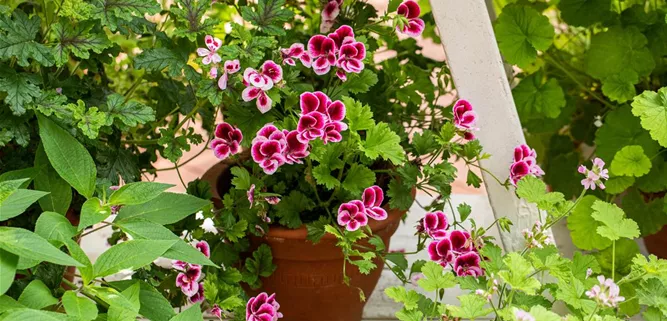 Blumenampel Blumenampel