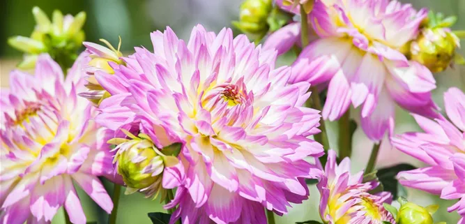 Blume im Garten Blume im Garten