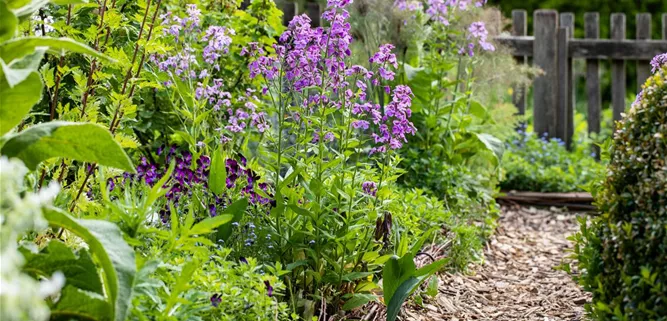 Staudenbeet mit Rindenmulch Staudenbeet mit Rindenmulch