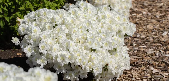 Rindenmulch Anwendung im Garten Rindenmulch Anwendung im Garten