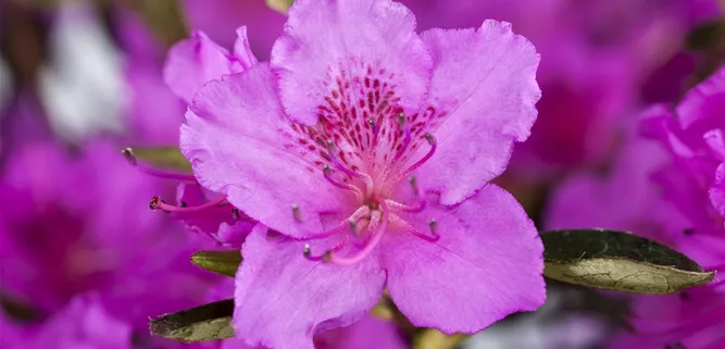 Rhododendronblüte Rhododendronblüte